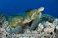 Green Sea Turtles (Chelonia mydas), gather at a cleaning station off West Maui, Hawaii, USA. Found in tropical and warm temperate seas worldwide. Listed on the IUCN Red list as Endangered species.