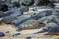 Green Sea Turtles (Chelonia mydas) on Ho'okipa Beach, Maui, Hawaii, USA. Found in tropical and warm temperate seas worldwide. Listed on the IUCN Red list as Endangered species.
