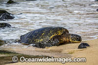 Green Sea Turtles (Chelonia mydas) on beach to nest. Maui, Hawaii, USA. Found in tropical and warm temperate seas worldwide. Listed on the IUCN Red list as Endangered species.