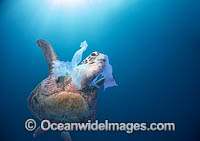 Green Sea Turtle (Chelonia mydas) feeding on Jellyfish. Note how plastic bags could easily be mistaken for Jellyfish. Found in tropical and warm temperate seas worldwide. Listed on the IUCN Red list as Endangered species.