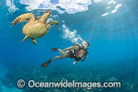 Scuba diver observing a Green Sea Turtle (Chelonia mydas). Hawaii, Pacific Ocean, USA