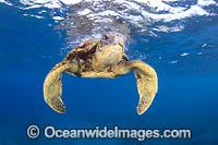 Green Sea Turtle (Chelonia mydas). Hawaii, Pacific Ocean, USA. Found in tropical and warm temperate seas worldwide. Listed on the IUCN Red list as Endangered species.
