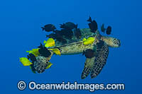 Green Sea Turtle (Chelonia mydas). Hawaii, Pacific Ocean, USA. Found in tropical and warm temperate seas worldwide. Listed on the IUCN Red list as Endangered species.