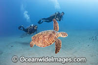 Scuba divers observing a Green Sea Turtle (Chelonia mydas). Hawaii, Pacific Ocean, USA