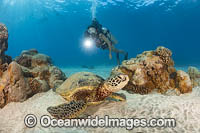 Scuba divers observing Green Sea Turtles (Chelonia mydas). Hawaii, Pacific Ocean, USA