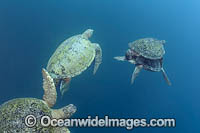 Two male Green Sea Turtle (Chelonia mydas), approach a mating pair. Sipidan Island, Malaysia.