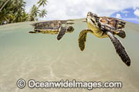 Newly hatched Green Sea Turtles (Chelonia mydas). Yap, Micronesia.