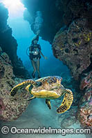 Scuba diver observing Green Sea Turtle (Chelonia mydas). Yap, Micronesia.