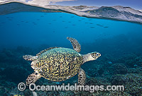 Hawksbill Sea Turtle (Eretmochelys imbricata). Found in tropical and warm temperate seas worldwide. Rare. Classified Critically Endangered species on the IUCN Red List.