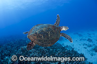 Hawksbill Sea Turtle (Eretmochelys imbricata). Hawaii, USA. Found in tropical and warm temperate seas worldwide. Rare. Classified Critically Endangered species on the IUCN Red List.