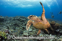 Hawksbill Sea Turtle (Eretmochelys imbricata). Fijian Islands. Found in tropical and warm temperate seas worldwide. Rare. Classified Critically Endangered species on the IUCN Red List.