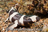 Brown-banded Bamboo Shark (Chiloscyllium punctatum), juvenile. Also known as Brown-banded Catshark, Brown-spotted Catshark & Spotted Catshark. Found throughout the Indo-West Pacific
