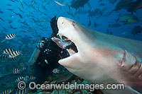 Scuba Diver and Bull Shark (Carcharhinus leucas). Also known as River Whaler, Freshwater Whaler and Swan River Whaler. Found worldwide in tropical and warm temperate seas and penetrates freshwater for extended periods. A very dangerous shark.