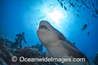 Diver with Bull Shark (Carcharhinus leucas). Also known as River Whaler, Freshwater Whaler and Swan River Whaler. Found worldwide in tropical and warm temperate seas and penetrates far into freshwater for extended periods. Bequ Lagoon, Fiji.