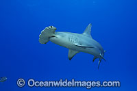 Great Hammerhead Shark (Sphyrna mokarran). Found in tropical and warm temperate seas throughout the world.