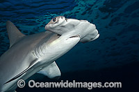 Scalloped Hammerhead Sharks (Sphyrna lewini). Also known as Kidney-headed Shark. Found in tropical and warm temperate seas throughout the world. Photo taken off Hawaii, Pacific Ocean.
