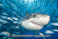 Great White Shark (Carcharodon carcharias). Also known as Great White, White Pointer, White Shark & White Death. Found in all major oceans of the world, but mostly temperate waters. The schooling fish background was digitally added.