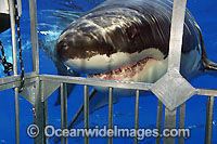 Great White Shark (Carcharodon carcharias) near shark cage. Also known as Great White, White Pointer, White Shark & White Death. Found in all major oceans of the world, but mostly temperate waters. Listed as Vulnerable Species on the IUCN Red List.