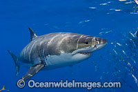 Great White Shark (Carcharodon carcharias). Also known as Great White, White Pointer, White Shark & White Death. Found in all major oceans of the world, but mostly temperate waters. Listed as Vulnerable Species on the IUCN Red List.