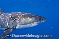 Great White Shark (Carcharodon carcharias) with bite wound inflicted by other shark. Also known as Great White, White Pointer, White Shark & White Death. Found in all major oceans of the world, but mostly temperate waters.