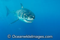 Great White Shark (Carcharodon carcharias). Also known as Great White, White Pointer, White Shark & White Death. Found in all major oceans of the world, but mostly temperate waters. Listed as Vulnerable Species on the IUCN Red List.