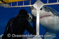 Diver photographing a Great White Shark (Carcharodon carcharias), from protection inside a specially built shark proof cage.