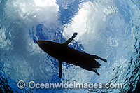 Surfer on a surf board silhouetted on the surface. Sometime surfers are mistaken by sharks as a natural food source and attacked, especially when silhouetted against the surface as seen in this picture.