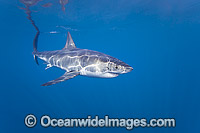 Great White Shark (Carcharodon carcharias). Also known as White Pointer and White Death. Photo taken off Guadalupe Island, Mexico. Listed as Vulnerable Species on the IUCN Red List.