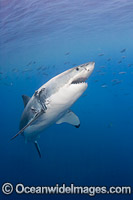 Great White Shark (Carcharodon carcharias). Also known as White Pointer and White Death. Photo taken off Guadalupe Island, Mexico. Listed as Vulnerable Species on the IUCN Red List.