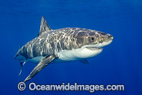 Great White Shark (Carcharodon carcharias). Photo taken Guadalupe, Mexico. Also known as Great White, White Pointer, White Shark & White Death. Found in all major oceans of the world, but mostly temperate waters. Vulnerable Species on the IUCN Red List.