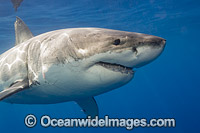 Great White Shark (Carcharodon carcharias). Photo taken Guadalupe, Mexico. Also known as Great White, White Pointer, White Shark & White Death. Found in all major oceans of the world, but mostly temperate waters. Vulnerable Species on the IUCN Red List.