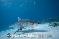 Tiger Shark (Galeocerdo cuvier). Found in Tropical seas, with seasonal sightings in warm temperate areas. Photo taken in Bahamas, Atlantic Ocean.