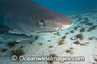 Tiger Shark (Galeocerdo cuvier), with nictitating membrane protecting eye. Found in tropical seas, with seasonal sightings in warm temperate areas. Photo taken in Bahamas, Caribbean Sea.