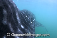Whale Shark (Rhincodon typus). Found throughout the world in all tropical and warm-temperate seas. Photo taken at Donsol, Philippines. Classified Vulnerable on the IUCN Red List.