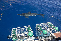 Great White Shark (Carcharodon carcharias), off the stern of the Solmar V, a charter boat taking divers out to Guadalupe Island, Mexico, to view the sharks from the safety of the cages.