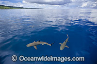The reef and a blacktip reef shark, Carcharhinus melanopterus, are reflected onto the surface of this flat calm sea off the island of Yap, Micronesia.