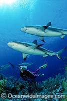 Diver and Caribbean Reef Shark (Carcharhinus perezi). Found in the tropical western Atlantic Ocean, from Florida to Brazil. Photo taken in Bahamas, Caribbean Sea.