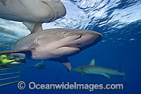 Galapagos Shark (Carcharhinus galapagensis). Found cosmopolitan in tropical and temperate seas throughout the world. In Australian waters, found at Lord Howe Island and neighbouring reefs. Photo taken at Galapagos Islands, Equador.