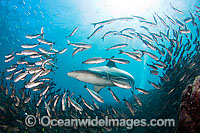 Galapagos Shark Images