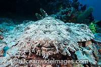Tasselled Wobbegong (Eucrossorinus dasypogon). Also known as Carpet Shark. Found throughout the western Pacific Ocean, including Indonesia, Papua New Guinea and tropical northern Australia.