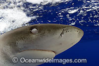 Oceanic Whitetip Shark (Carcharhinus longimanus), showing eyelid closed to protect the eye. This pelagic shark is an aggressive species and is found worldwide in tropical and temperate seas.