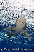 Oceanic Whitetip Shark (Carcharhinus longimanus). This pelagic shark is an aggressive species and is found worldwide in tropical and temperate seas.