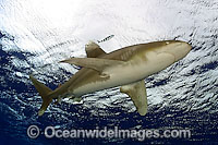 Oceanic Whitetip Shark (Carcharhinus longimanus). This pelagic shark is an aggressive species and is found worldwide in tropical and temperate seas.
