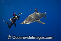 Diver photographing an Oceanic Whitetip Shark (Carcharhinus longimanus). This oceanic shark is found worldwide in tropical and temperate seas. Photo taken off Hawaii, Pacific Ocean.