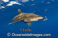 Oceanic Whitetip Shark (Carcharhinus longimanus). This pelagic shark is an aggressive species and is found worldwide in tropical and temperate seas. Hawaii, USA.