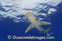 Oceanic Whitetip Shark (Carcharhinus longimanus). This pelagic shark is an aggressive species and is found worldwide in tropical and temperate seas. Photo taken at Big Island, Hawaii.