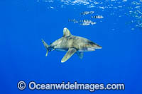 Oceanic Whitetip Shark (Carcharhinus longimanus). This pelagic shark is an aggressive species and is found worldwide in tropical and temperate seas. Hawaii, USA.