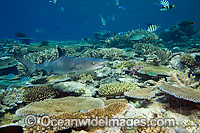 Whitetip Reef Shark (Triaenodon obesus) Found on coral reefs throughout the Indo-Pacific.