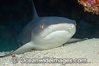Whitetip Reef Shark (Triaenodon obesus), resting under a reef ledge. This shark is one of a few species that can stop & rest on the bottom. Found on coral reefs throughout the Indo-Pacific.