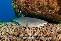 Whitetip Reef Shark (Triaenodon obesus), resting under a reef ledge. This shark is one of a few species that can stop & rest on the bottom. Found on coral reefs throughout the Indo-Pacific.